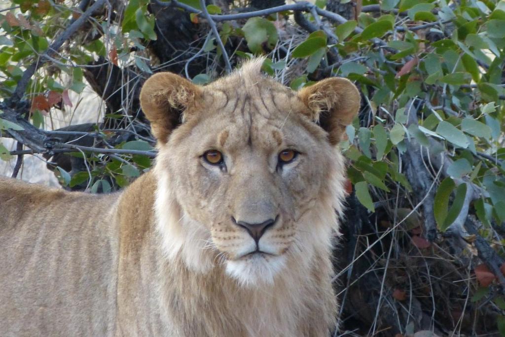 Grootberg Lodge Damaraland Luaran gambar
